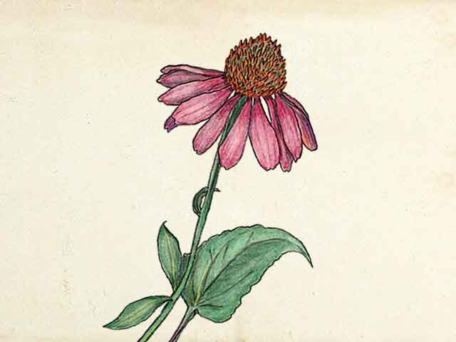 illustration of echinacea flower