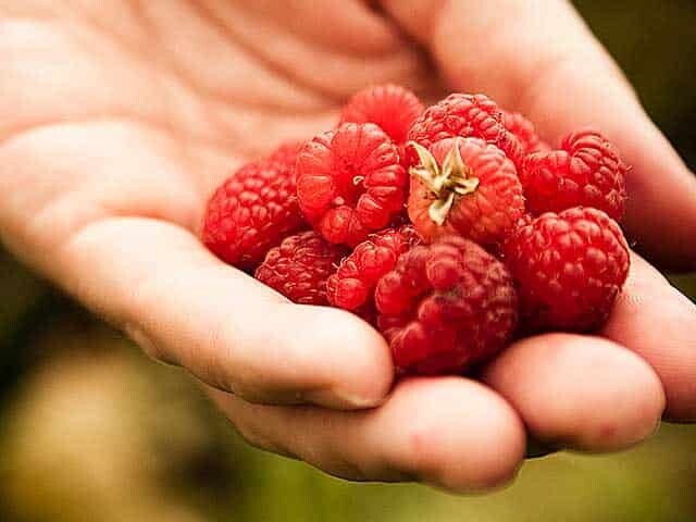 Hand full of raspberries