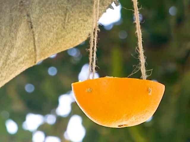 Citrus Bird Feeder Hanging in Tree