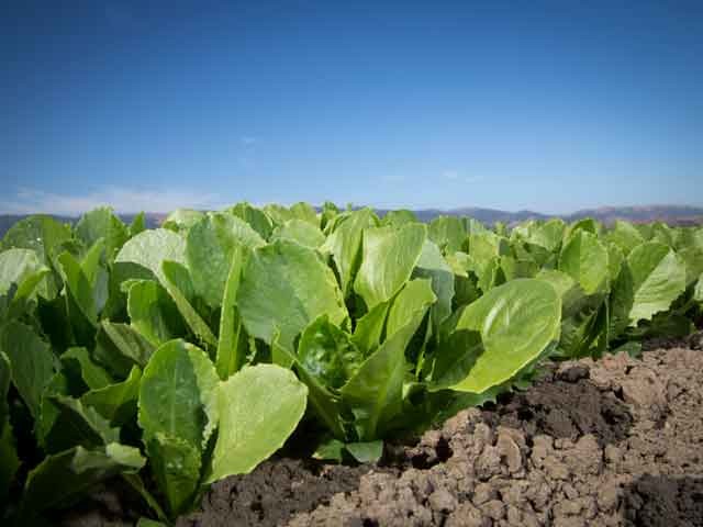 Taylor Farms: Organic Lettuce