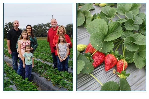 BBI Produce Family standing in field and strawberry plants.