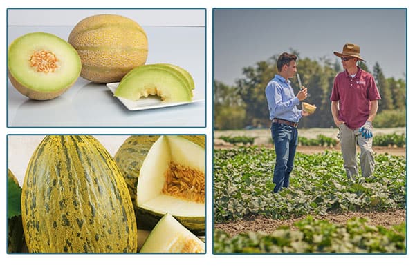 Mortori Farmers working in a field, and photos of melons on a table.