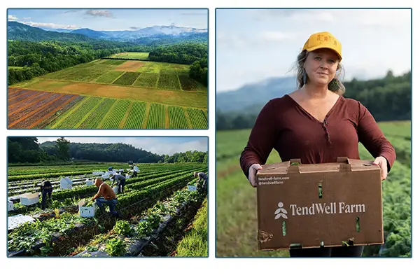 Tendwell Farm fields and workers