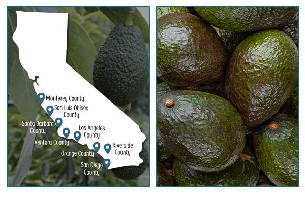 Map of CA farm locations, green avocados