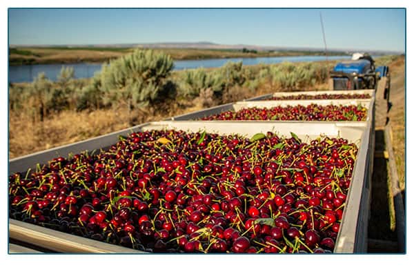 cherries in a transport truck