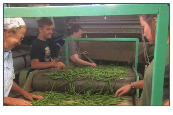 Copenhaver farmers doing quality checks on green beans.