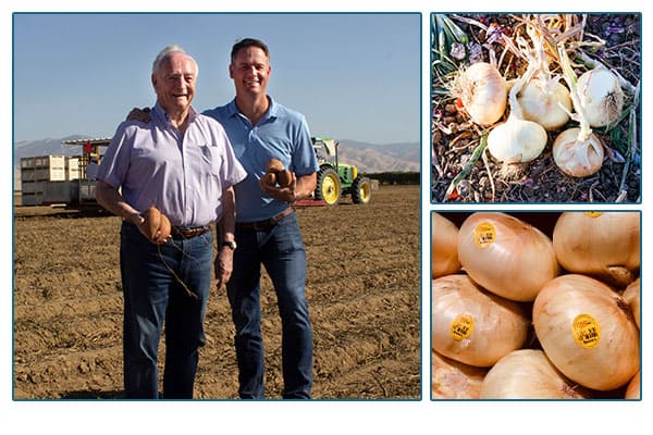 Country sweet produce farms, white onions in a bunch and yellow onions with label stickers.