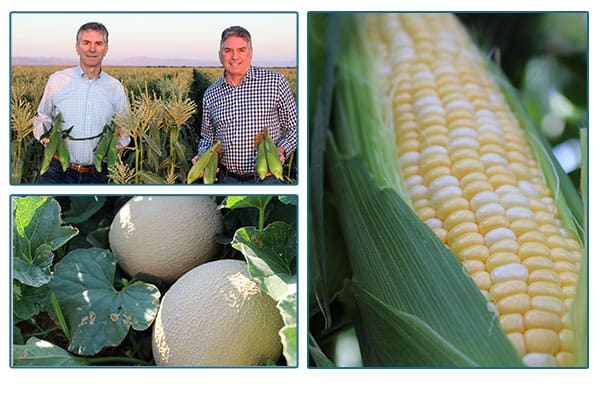 farmers in a cornfield, melons on the vine, and an ear of corn.