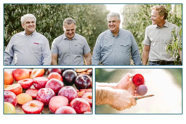 Family tree farmers walking down a path, stone fruit on a table and being cut in half.