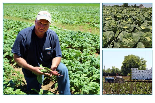 Flaim Farmer in field, field of lettuce, and tractor carrying produce through field.