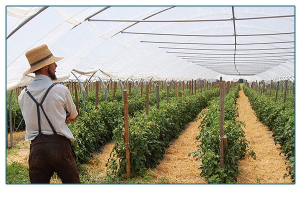 Farmer in front of his crops in a greenhouse.