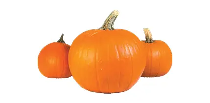 Pie Pumpkins