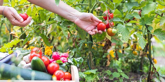 farmer picking tomatoes