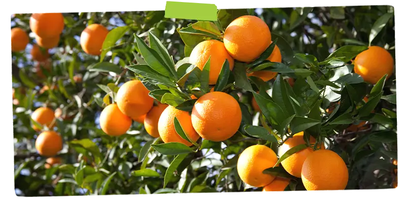 Citrus tree