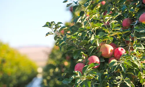 Apple tree in an orchard