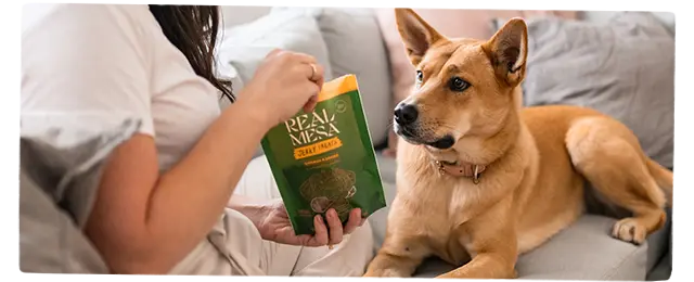 Dog waiting for Real Mesa jerky treat