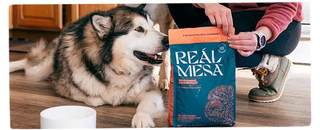 dog next to a bag of Real Mesa dog food