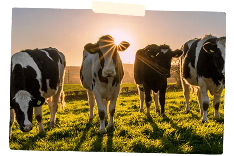 Dairy cows in a field