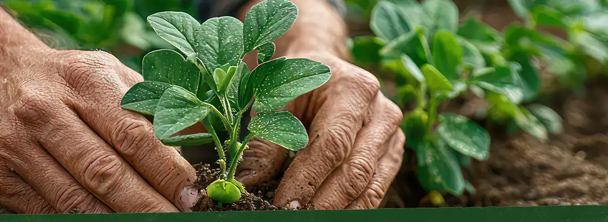 Farmer nurturing plant