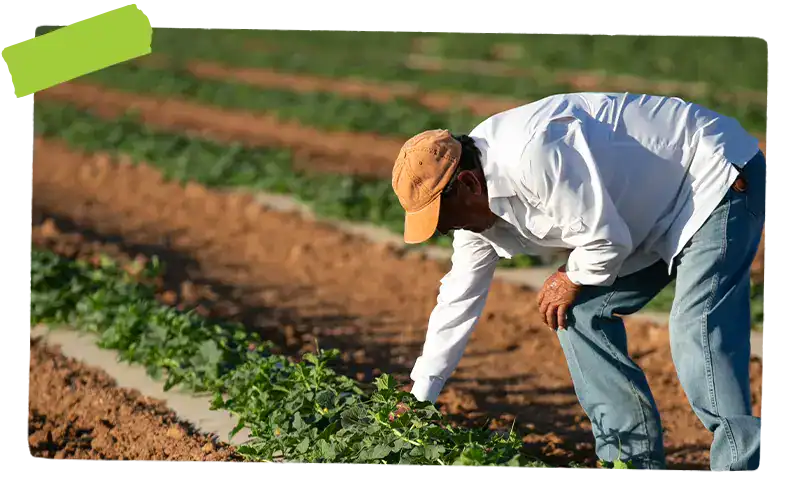 Local Farmer in his field