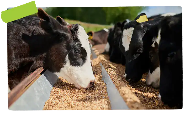 Cows grazing