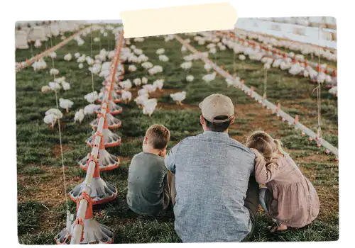 Chickens in pasture