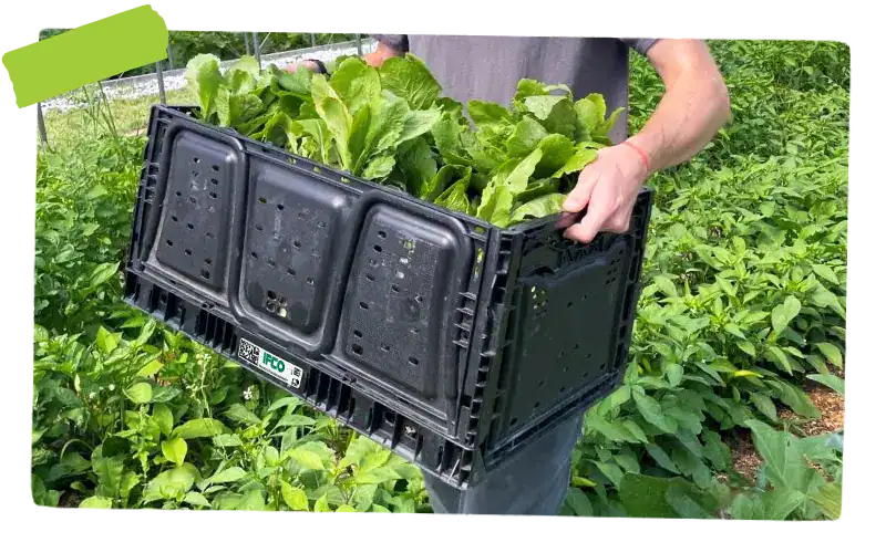 person carrying a crate of greens