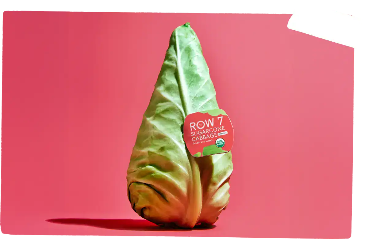 Sugarcone Cabbage